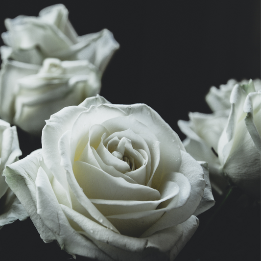 White Rose Autolufterfrischer 5ml